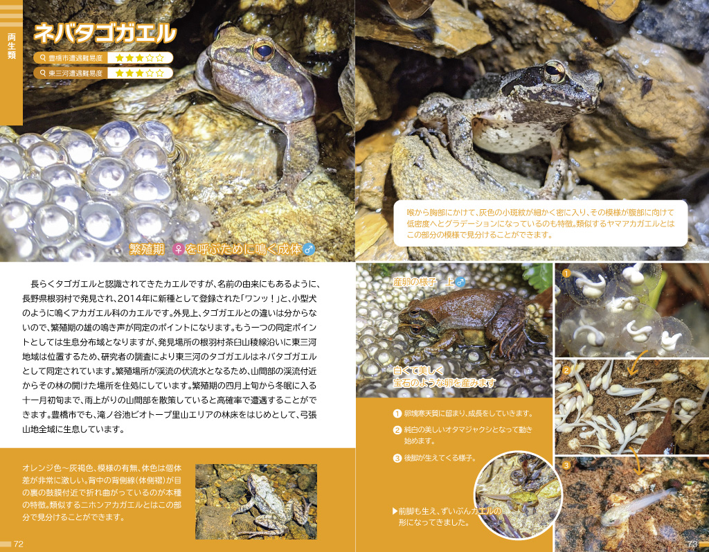 水の育てかた 両生類